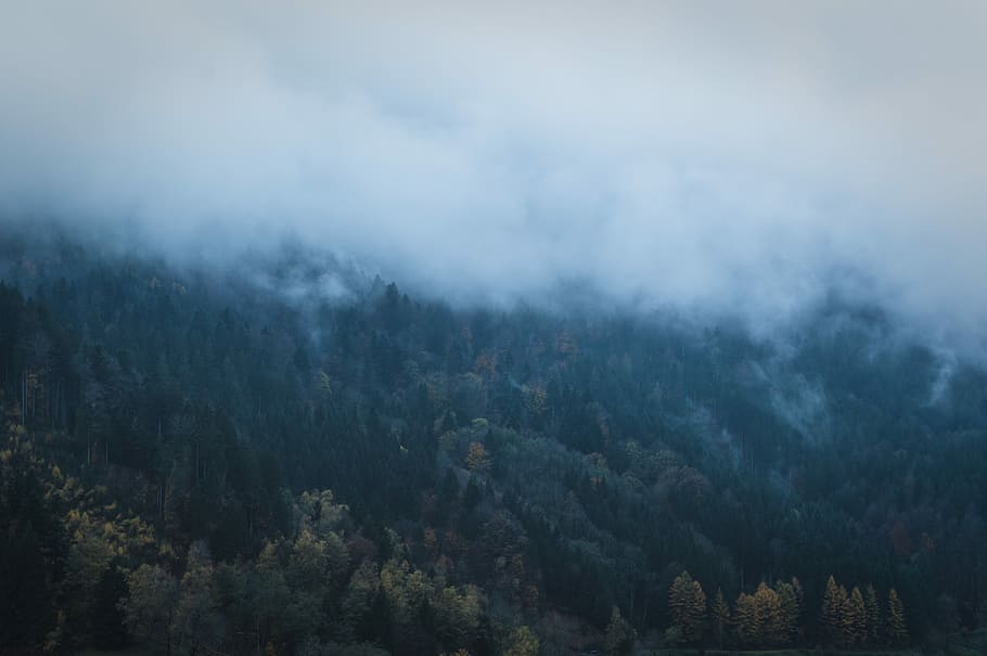 Black Forest, aerial photography of green pine tree surrounded by fogs at daytime HD wallpaper