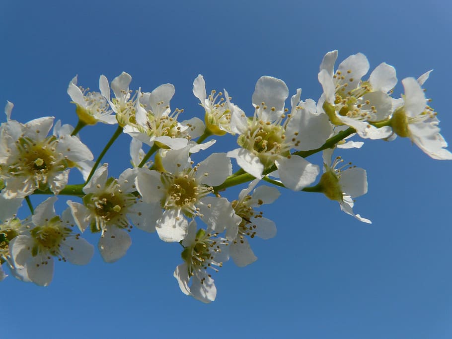 common bird cherry, black cherry, tree, flowers, white, spring HD wallpaper