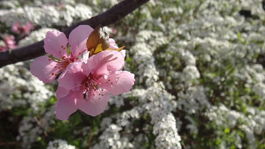 blossom, bloom, tree, nature, close, spring, pink, plant, flower HD wallpaper