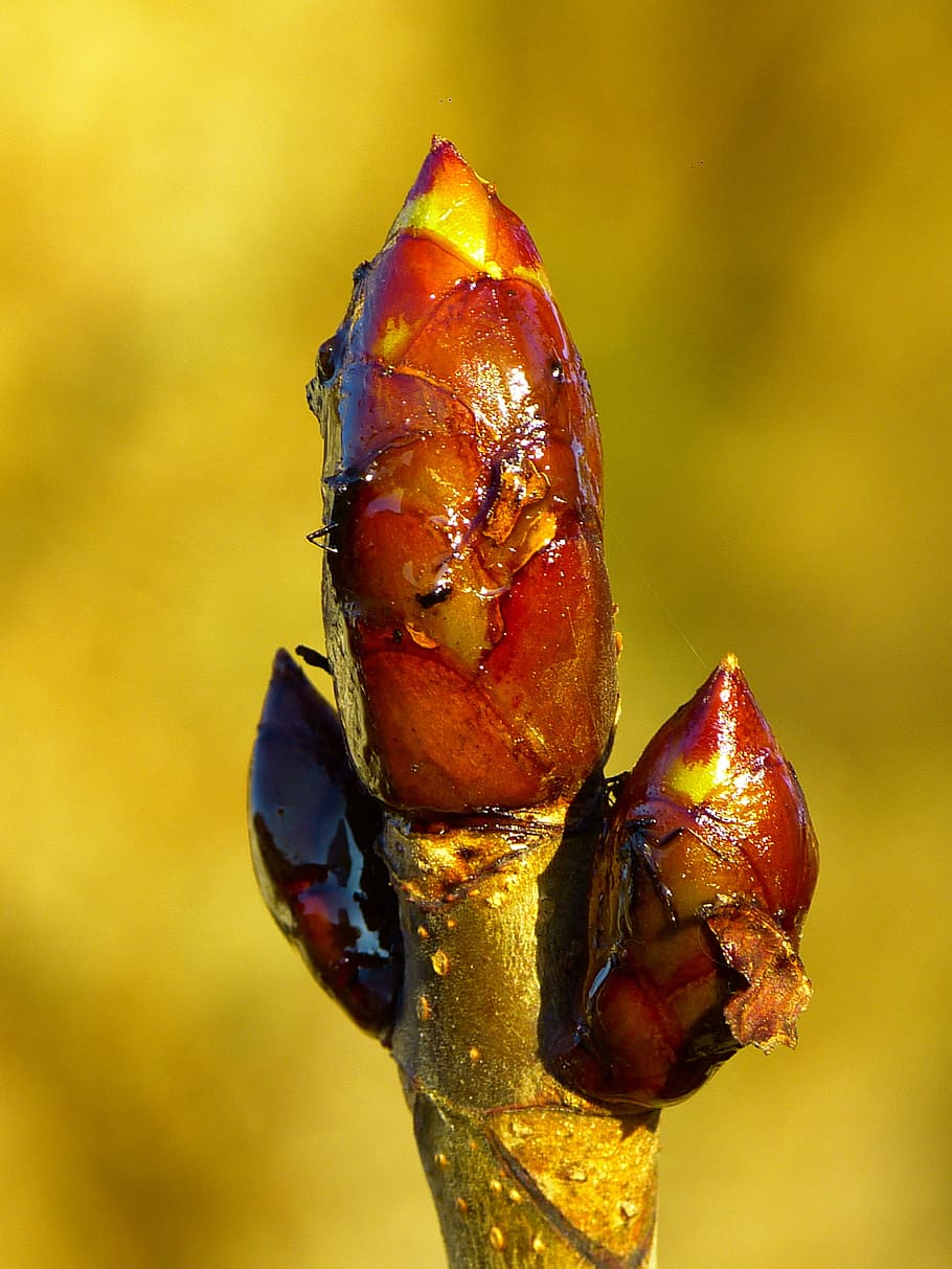 bud, chestnut, chestnut bud, tree, spring, brown, close-up HD wallpaper