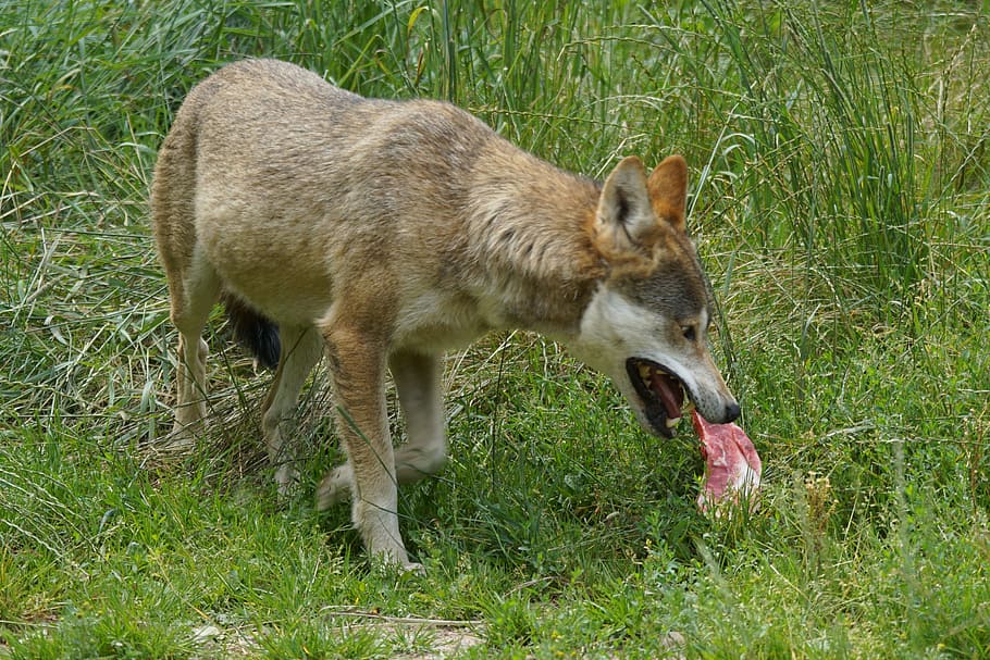 wolf, food, animal, grass, animal themes, one animal, mammal HD wallpaper