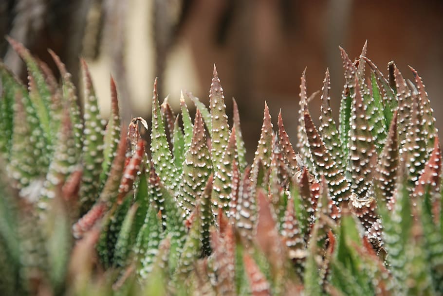 Plants, Thorns, Cactus, Leaf, green, gardening, environment HD wallpaper