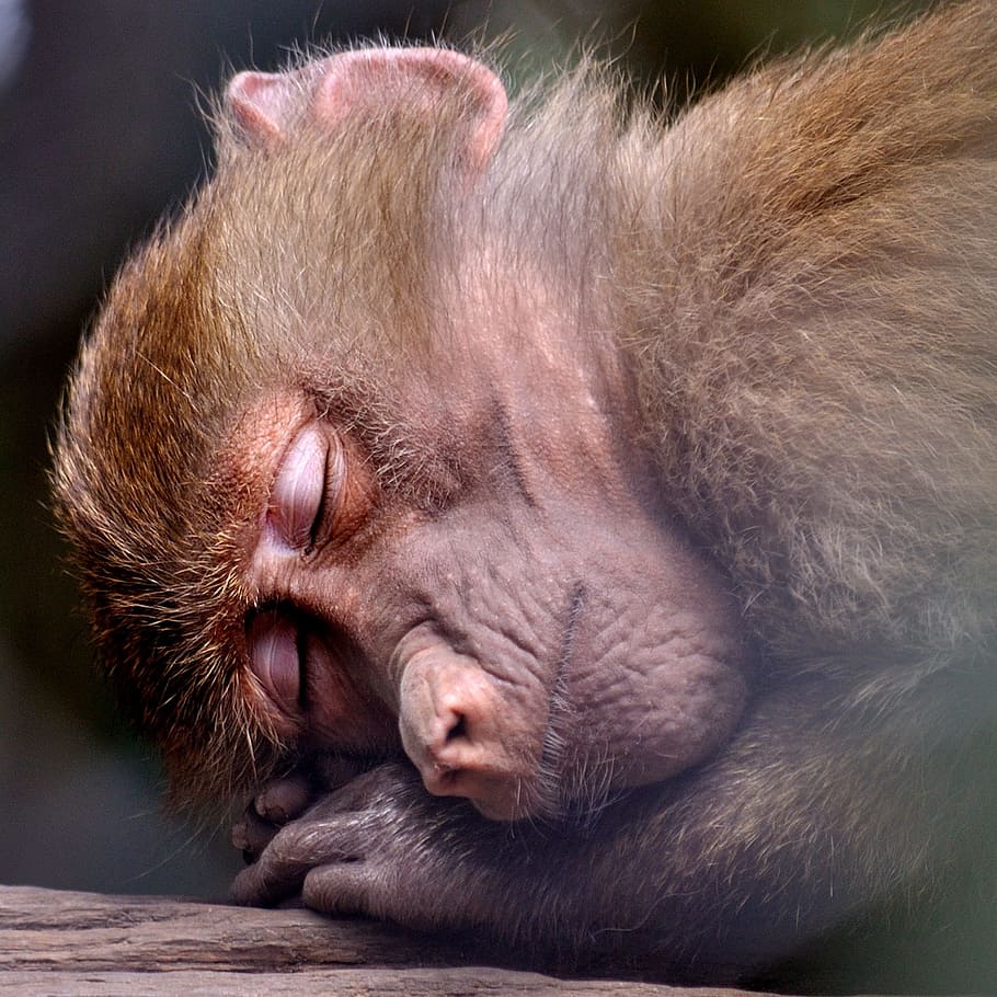 brown monkey sleeping, Ape, Zoo, Animal, nature, wild, wildlife HD wallpaper