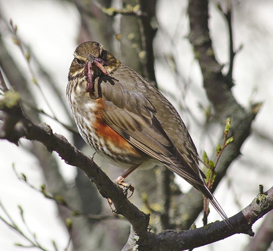 Thrush, Bird, Spring, Worms, Animal, wildlife, nature, redwing HD wallpaper