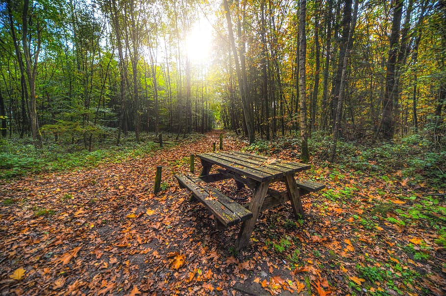 brown wooden picnic table beside trees, bench, forest, nature HD wallpaper