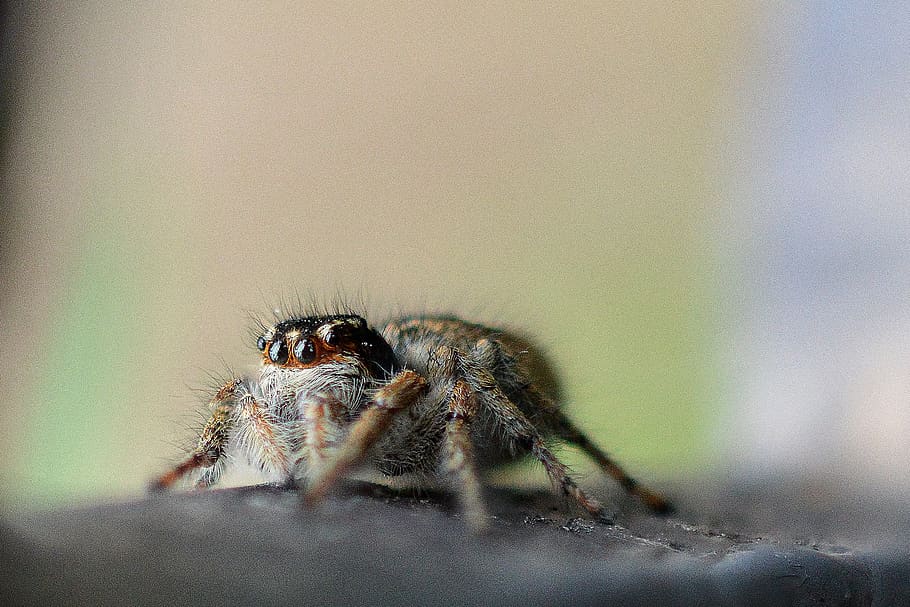 spider, nature, macro, insect, animal wildlife, animal themes HD wallpaper