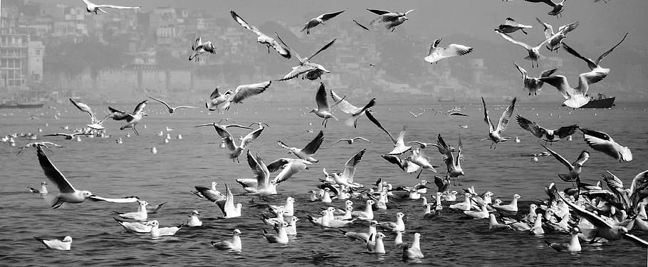 Bird, Mixed, Design, Modern, Landscape, wildlife, asian, silhouette HD wallpaper