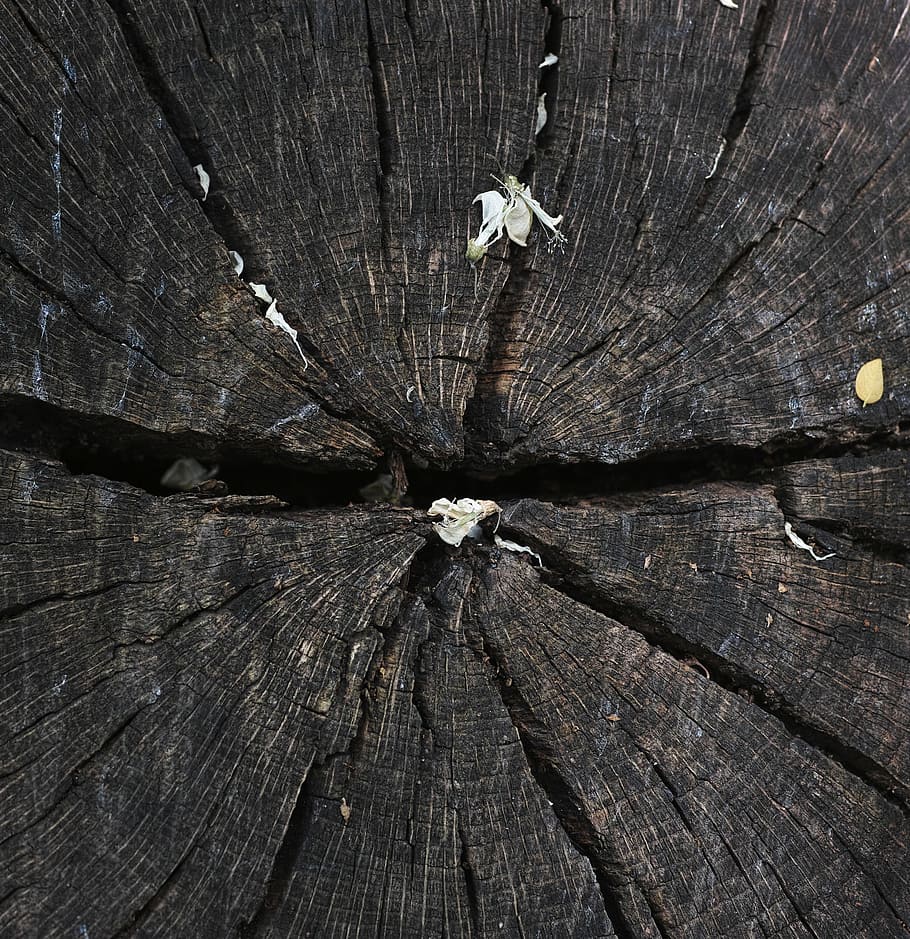 tree, texture, macro, brown, colors, detail, pattern, timber HD wallpaper