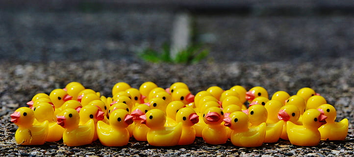 rubber duckies, ducks, figures, group, cute, sweet, many, yellow HD wallpaper