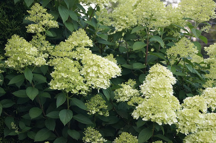 flowers, hydrangea, a garden plant, hydrangeas, hydrangea bukietowa HD wallpaper