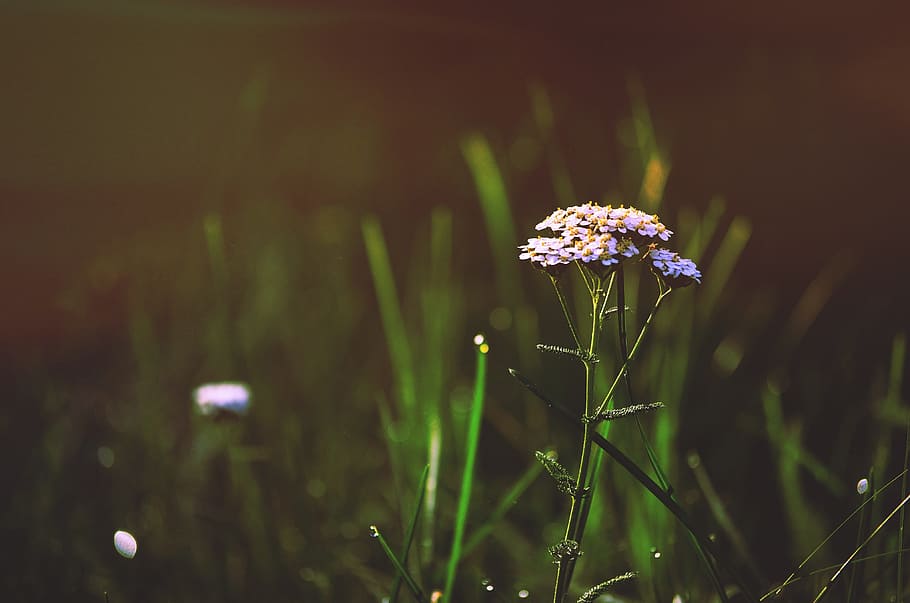 selective photography of purple and grey petaled flower surround green grass, pink Verbena bonariensis flower closeup photography HD wallpaper