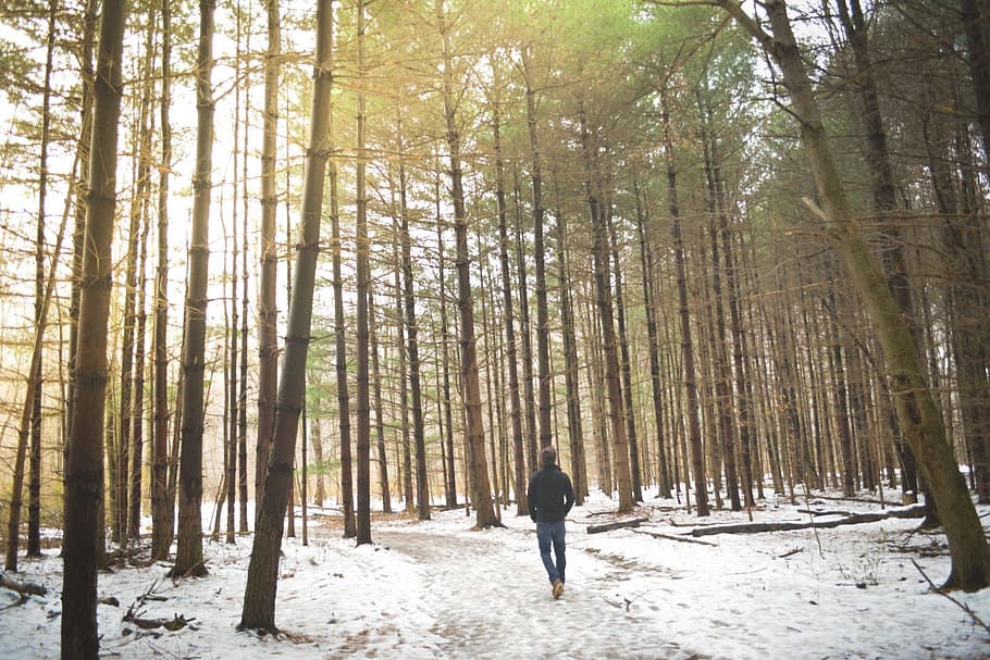 person walking in the forest during daytime, woods, trees, winter HD wallpaper