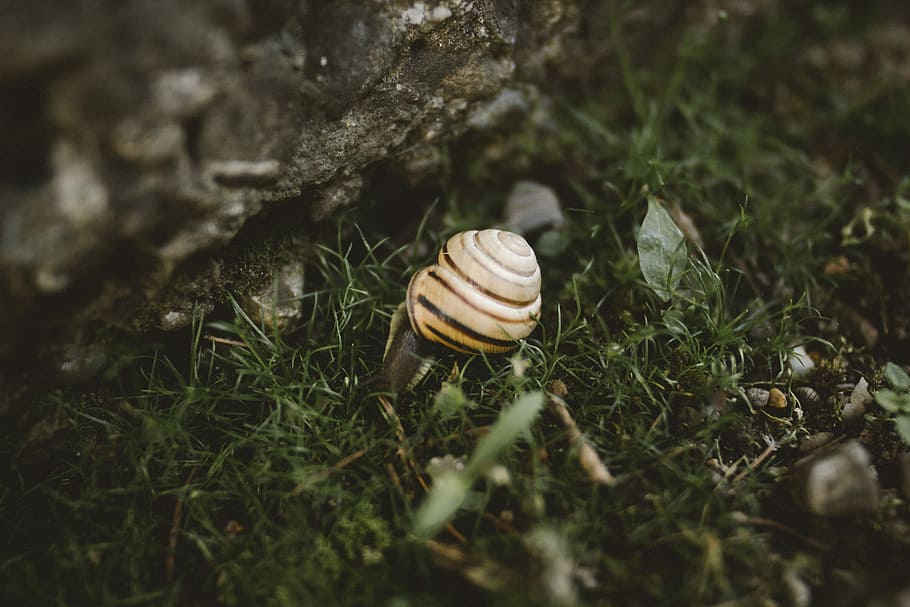snail on ground, white shell on green grass, macro, slow, selective focus HD wallpaper