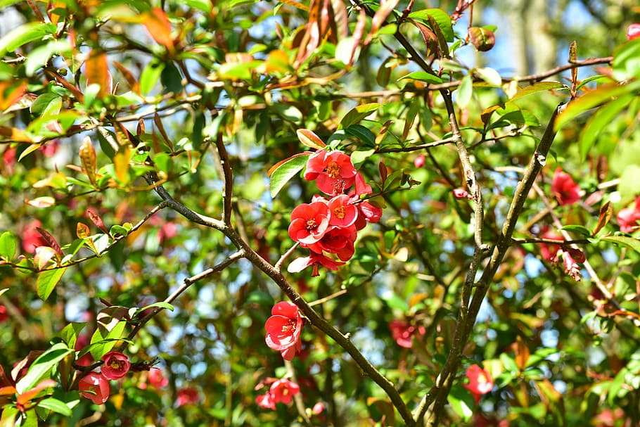 blossom, bloom, red flower, spring, close, plant, tree, beauty in nature HD wallpaper