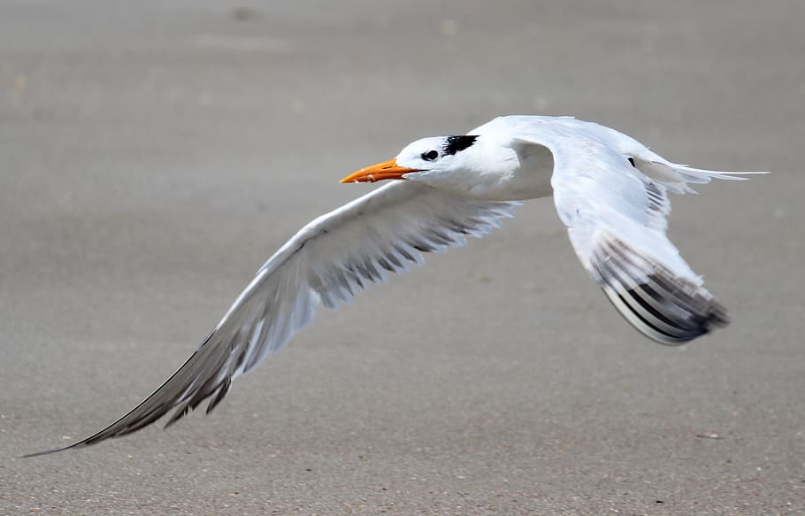 bird, seagull, beach, feathers, animal, animal themes, animal wildlife HD wallpaper