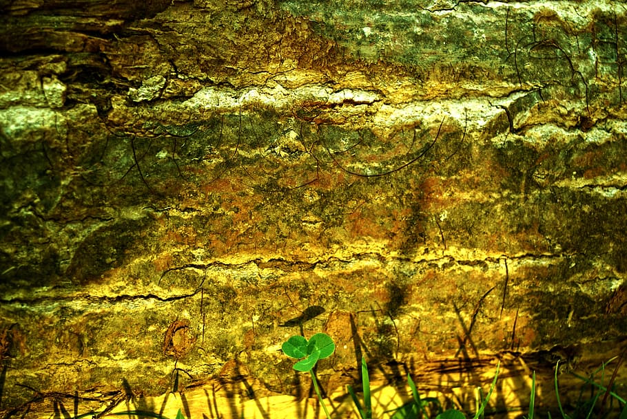 clover, wood, strain, light, shadows, nature, garden, contrast HD wallpaper