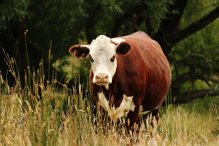 animal, black, brown, calf, cattle, cow, cows, farming, field, HD wallpaper