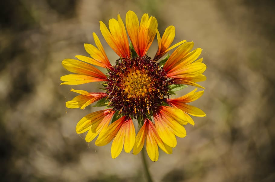 flower, spring, spring flower, sunshine, yellow, yellow flower HD wallpaper