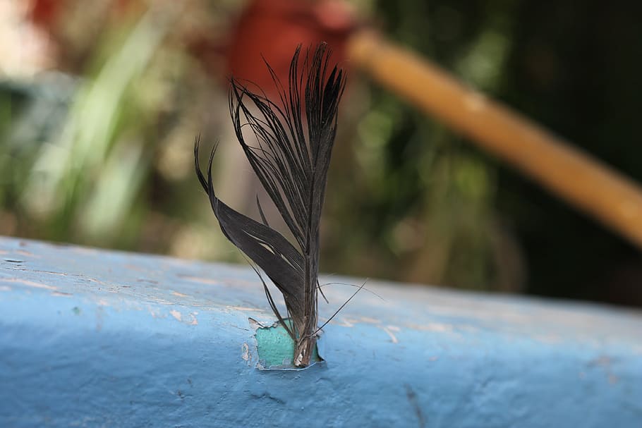pen, ave, birds, close-up, focus on foreground, plant, selective focus HD wallpaper