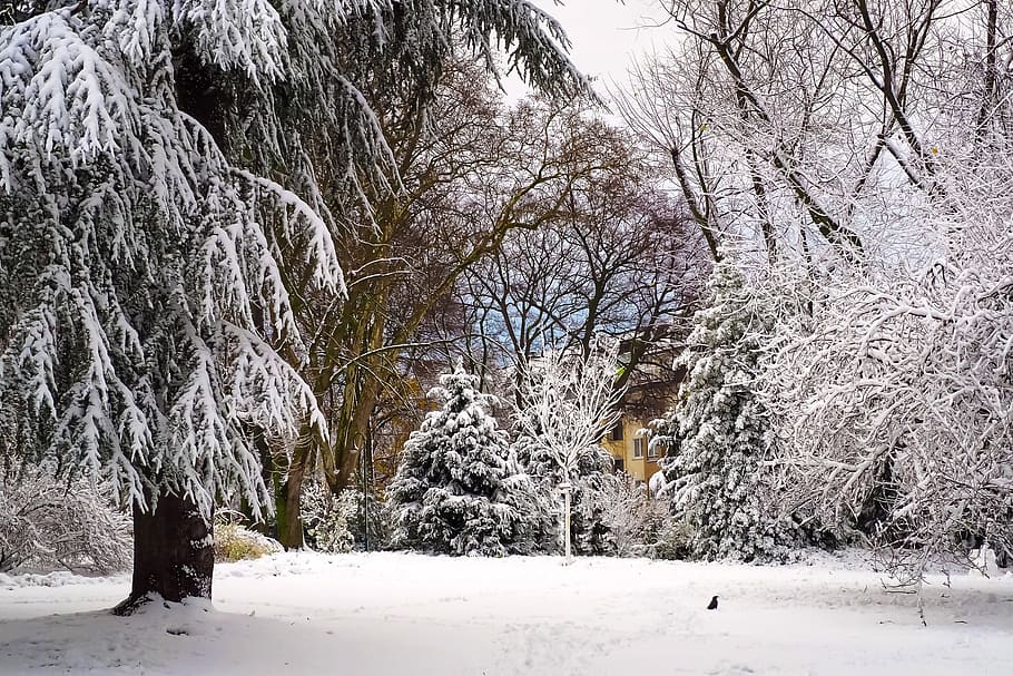 winter, snow, wintry, cold, white, snowfall, branches, snow-covered HD wallpaper