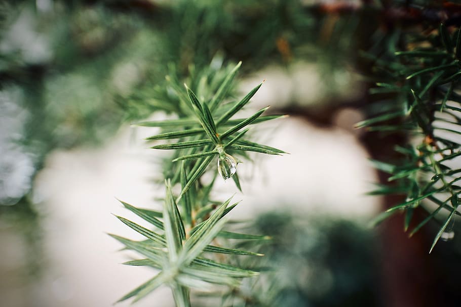 green leafed plant selective focus photography, tree, branch HD wallpaper