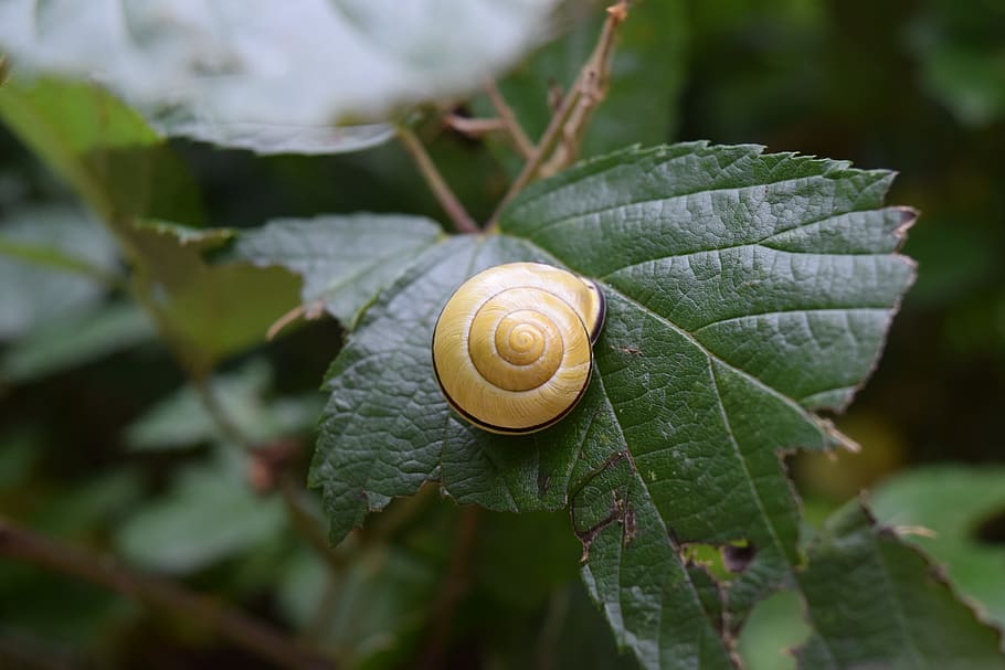 Snail, Leaf, Foliage, Nature, green, plant, plants, flora, gastropod HD wallpaper