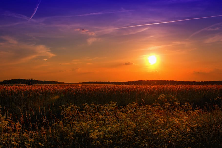 grass field under the sun during golden hour, summer, sunset HD wallpaper