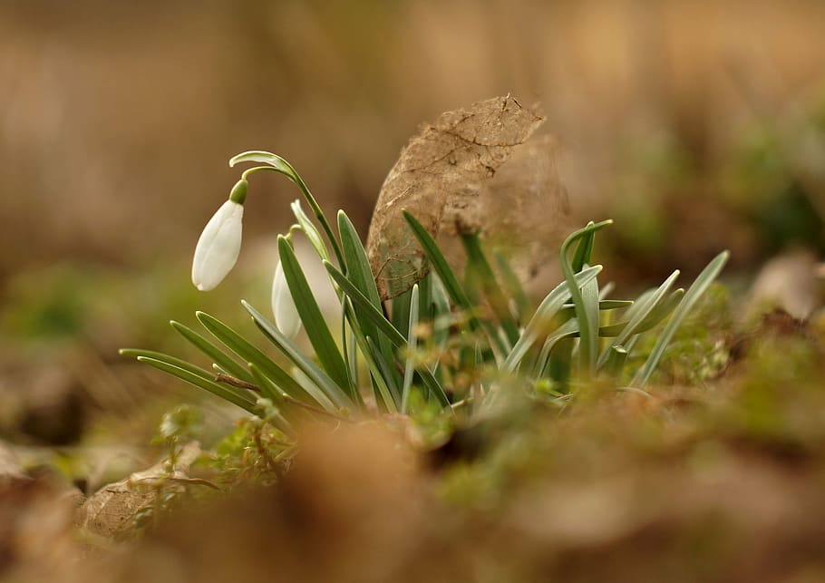 snowdrops, spring, flowers, white, nature, plants, macro, beauty HD wallpaper