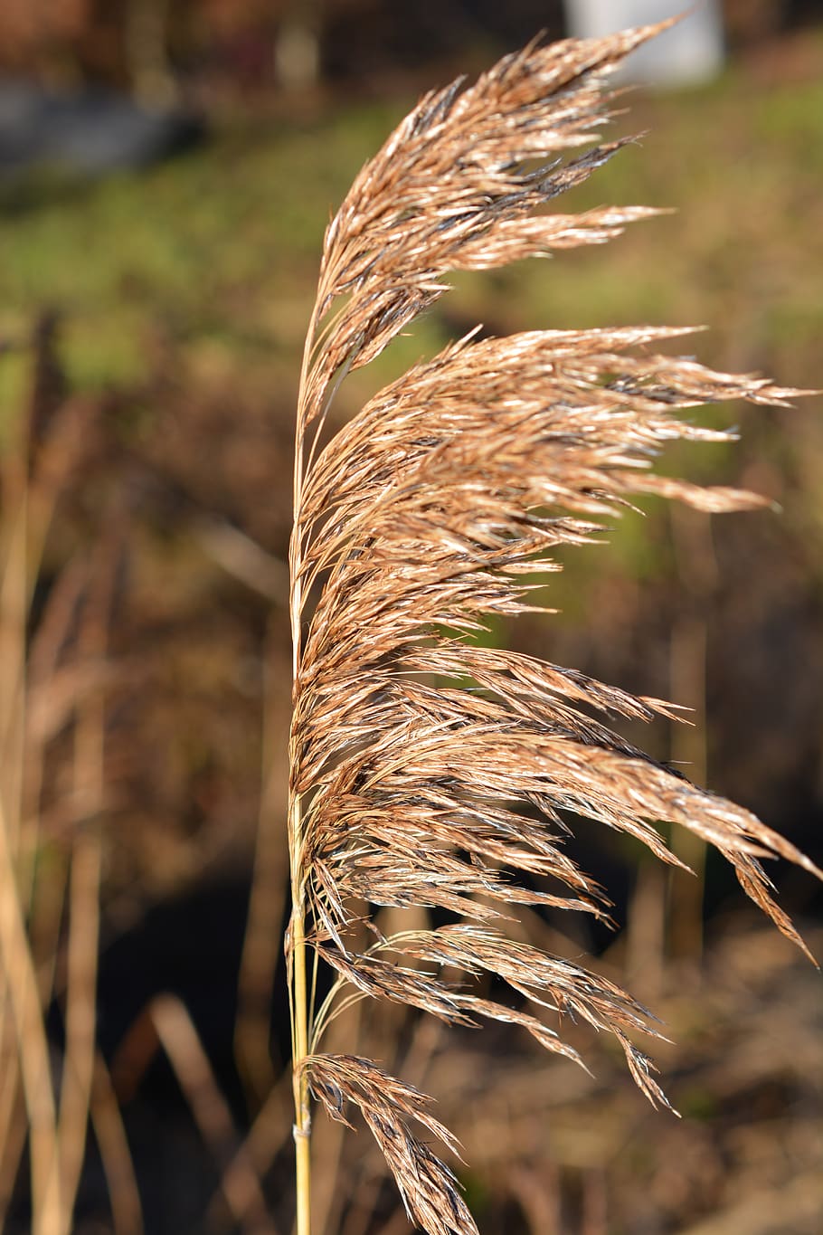 grass, reed, nature, dry, focus on foreground, growth, plant HD wallpaper