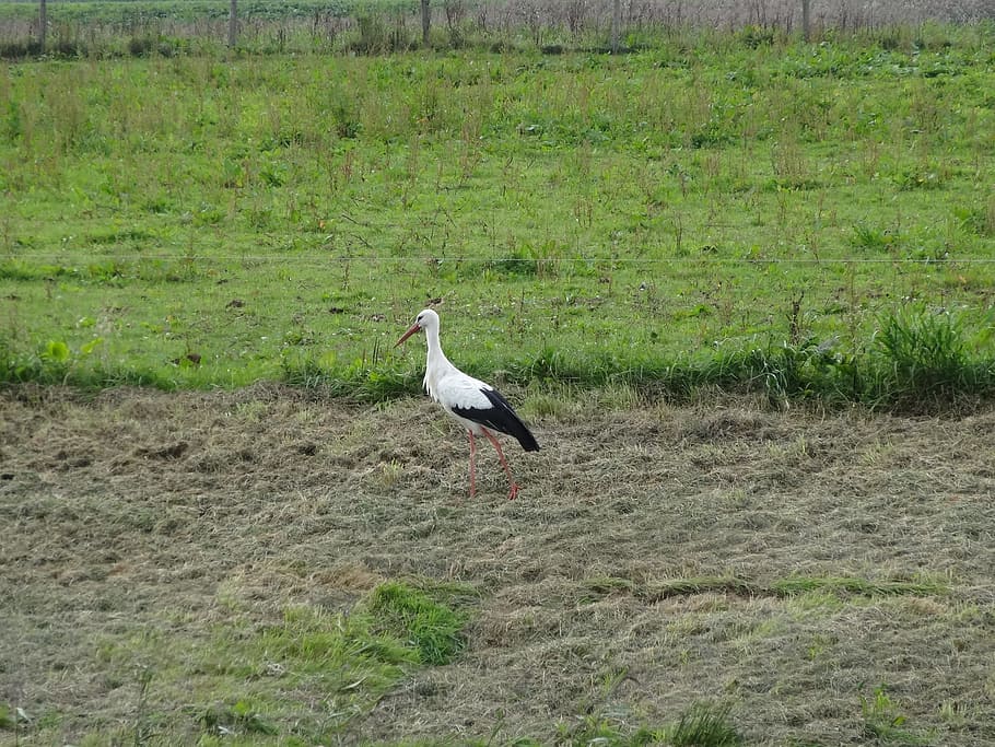 Stork, Netherlands, Pasture, Polder, nature, overijssel, meadow bird HD wallpaper