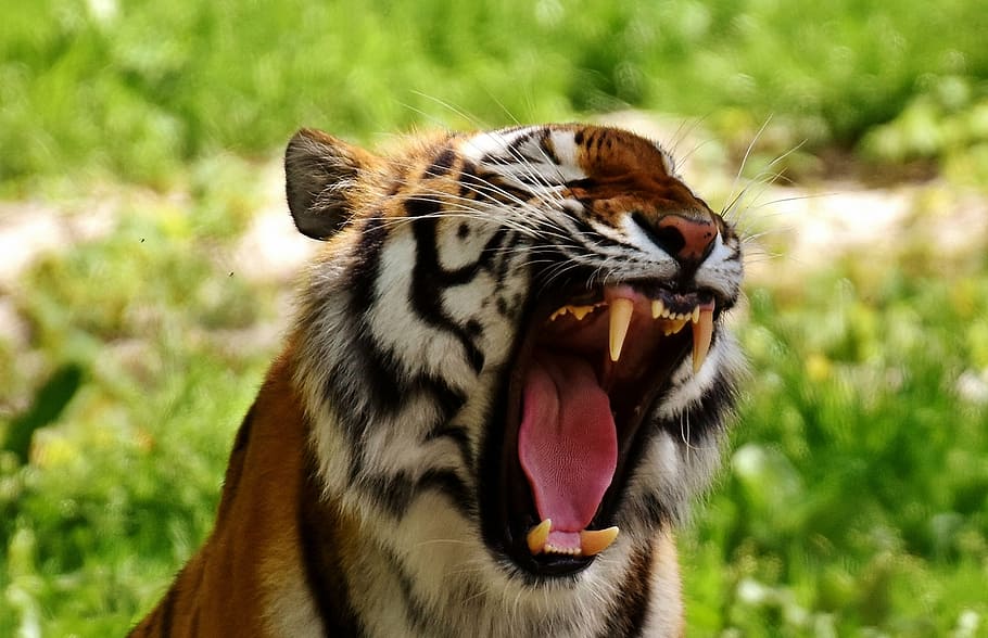 wild life photography of tiger, predator, fur, beautiful, dangerous HD wallpaper