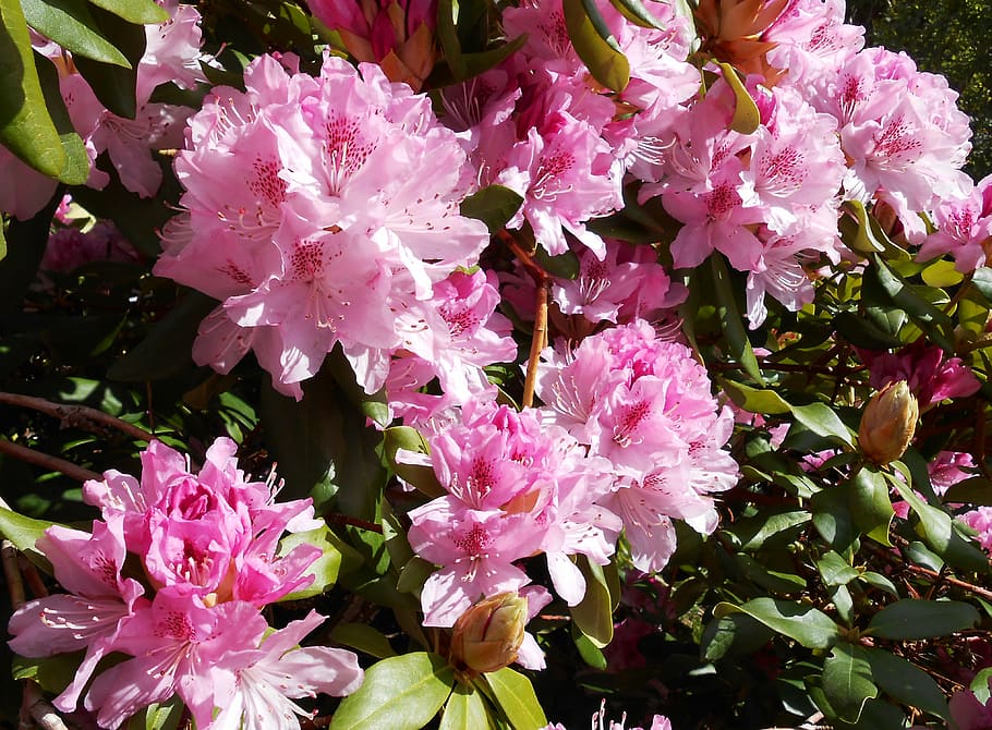 rhododendron, blossom, bloom, open, pink, garden, bud, ericaceae HD wallpaper