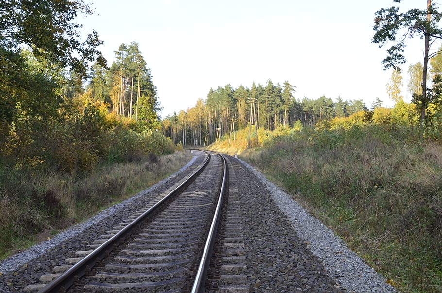 forest, tracks, landscape, tree, plant, direction, the way forward HD wallpaper
