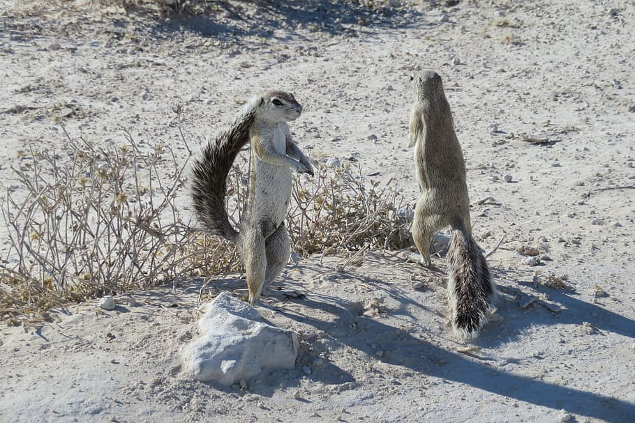 squirrel, standing, grey, cute, animal, couple, tail, bushy HD wallpaper