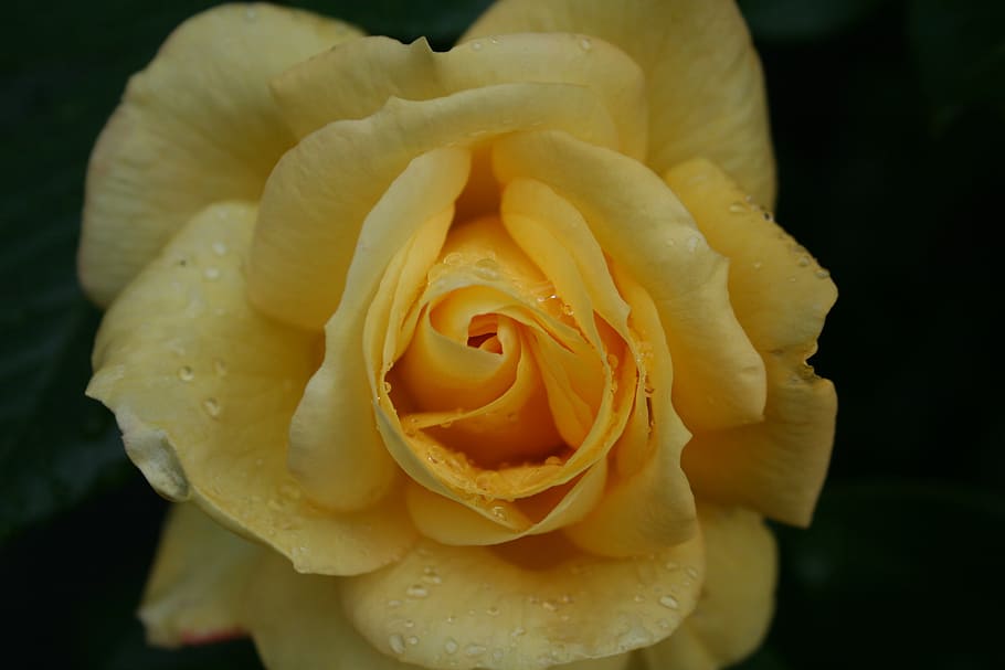 rose, dew, blossom, bloom, rose bloom, beaded, drip, flower HD wallpaper