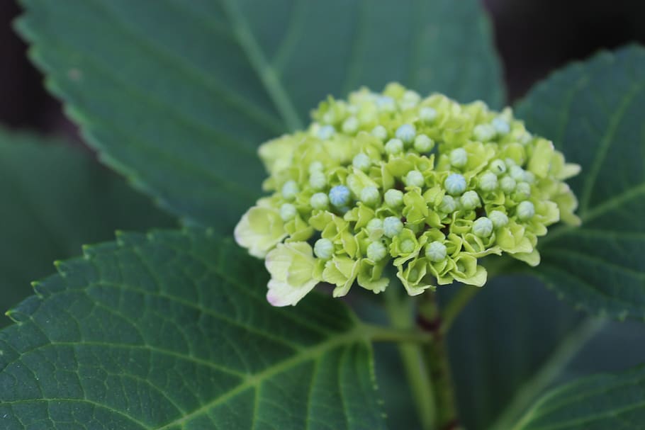 hydrangea, bud, green, leaf, plant, plant part, growth, green color HD wallpaper