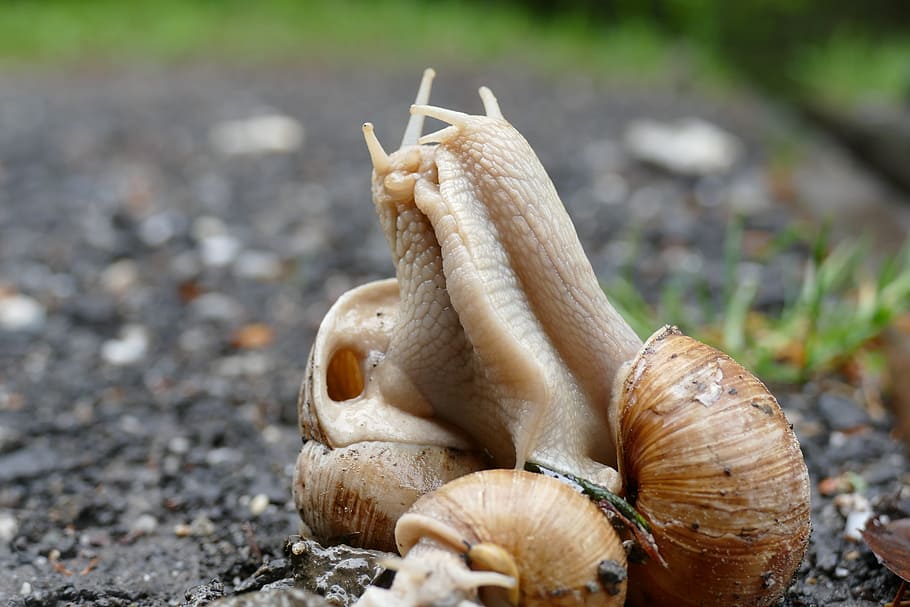 snail, copulation, pairing, shell, mollusk, focus on foreground HD wallpaper