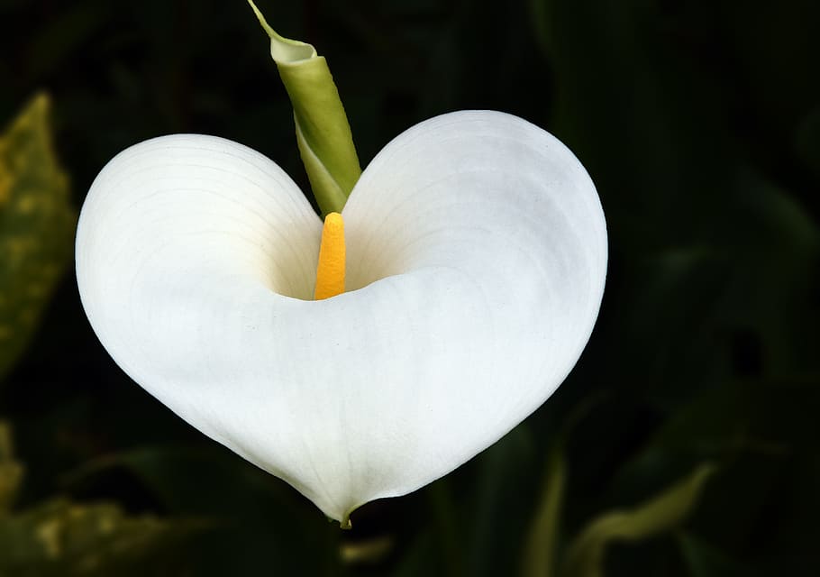 white callalily, flower, arum, heart, plant, pistil, nature, leaf, HD wallpaper