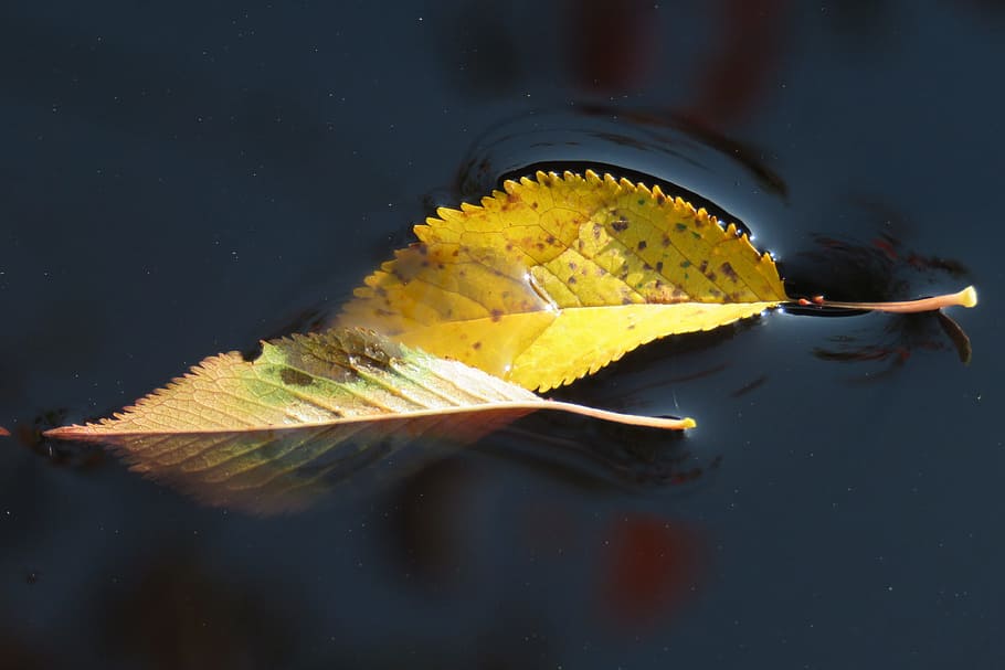Leaves, Water, Fall, Leaf, fall leaves, sheet in the water HD wallpaper