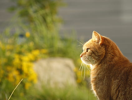 orange tabby cat facing left direction, sun, garden, summer HD wallpaper