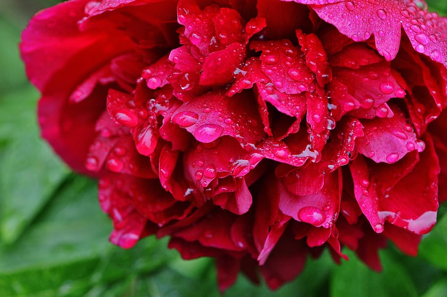 peony, rain, drip, raindrop, nature, macro, beaded, drop of water HD wallpaper
