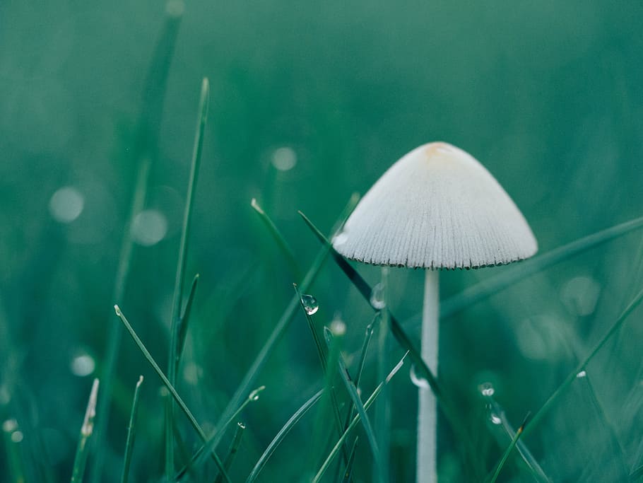 white mushroom surrounding grass, macro, wet, rain, fungus HD wallpaper