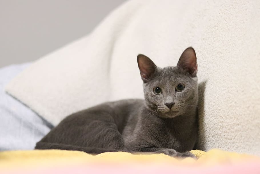 Cat, Russian Blue, Kitty, Kitten, Soft, gray, sleepy, one animal HD wallpaper