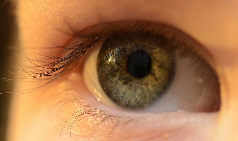 eye, eyelash, eyelid, iris, lens, organ, human Eye, eyesight HD wallpaper
