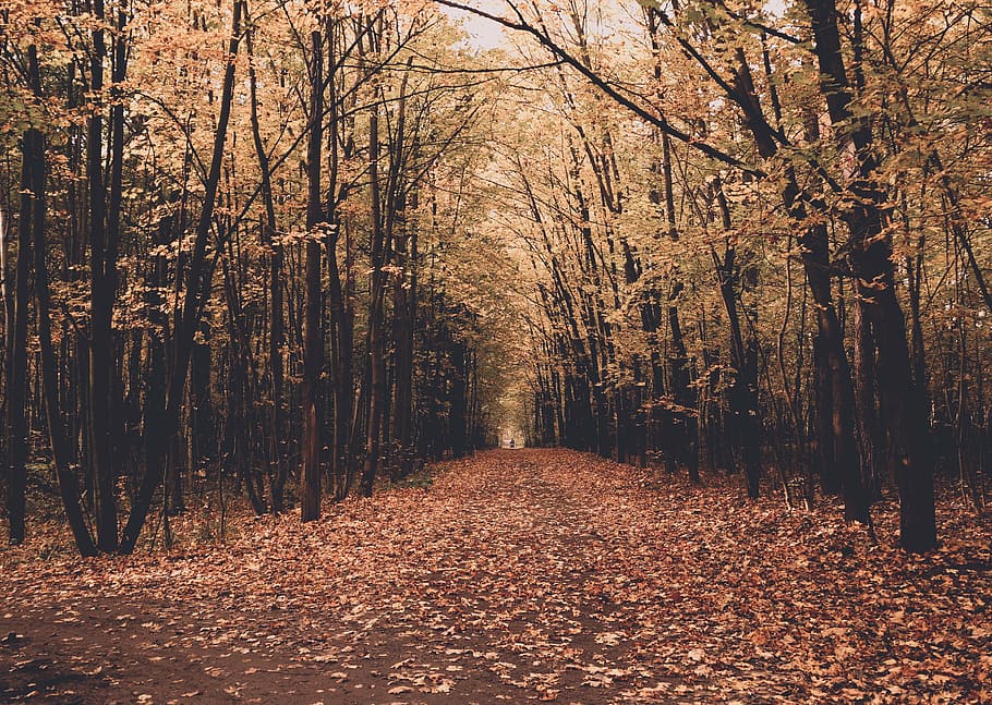 autumn, branch, dawn, environment, fall, forest, guidance, landscape HD wallpaper