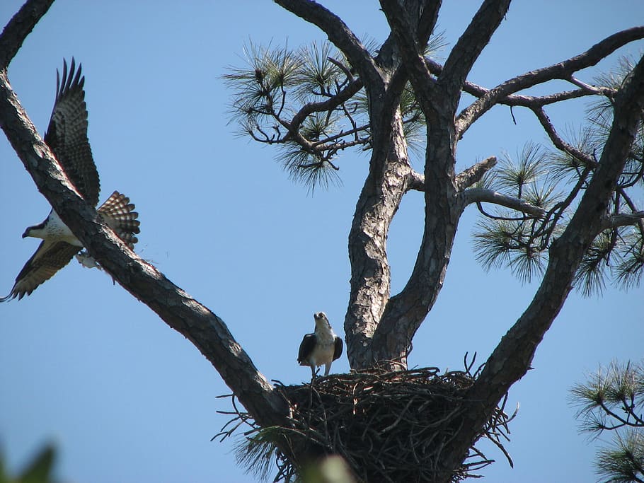 sky, bird, osprey, nest, three, flying, eagle, animal, vertebrate HD wallpaper