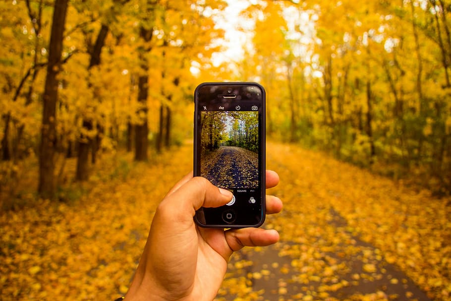 person using camera on Android smartphone, person taking photo of trees HD wallpaper