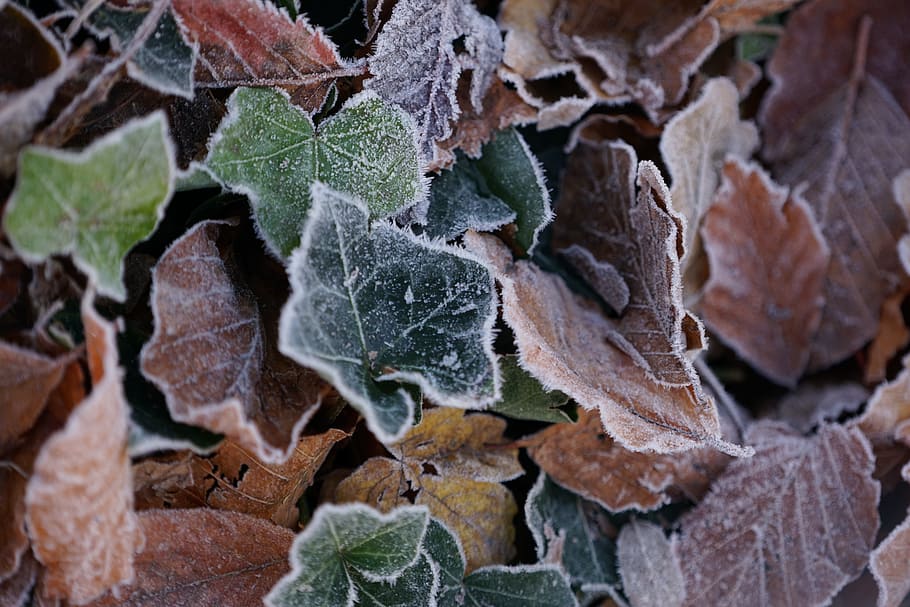 frost, defoliation, dead leaves, leaf, plant part, no people HD wallpaper