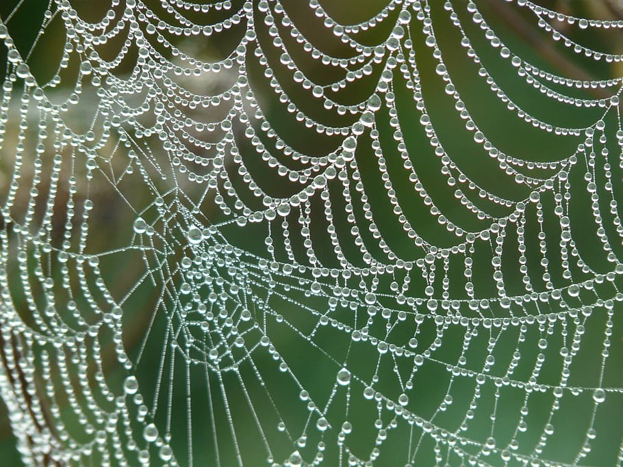 web with water drops photo, cobweb, morgentau, dew, dewdrop HD wallpaper