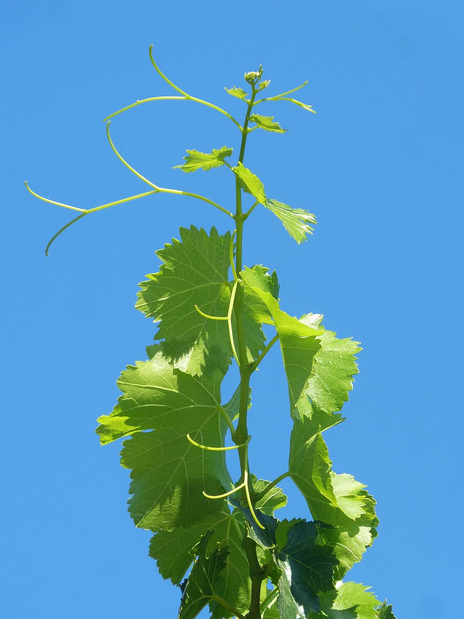 vine, outbreak, fig leaf, sky, metaphor, grow, growth, viticulture HD wallpaper